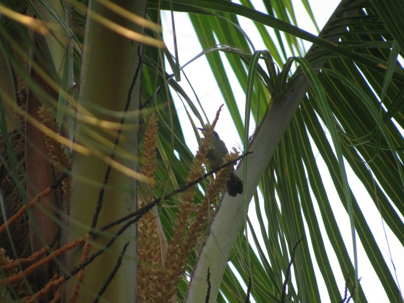 Dominican Republic 249.jpg